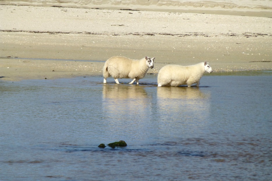 Domestic sheep crossing river, Isle of Mull